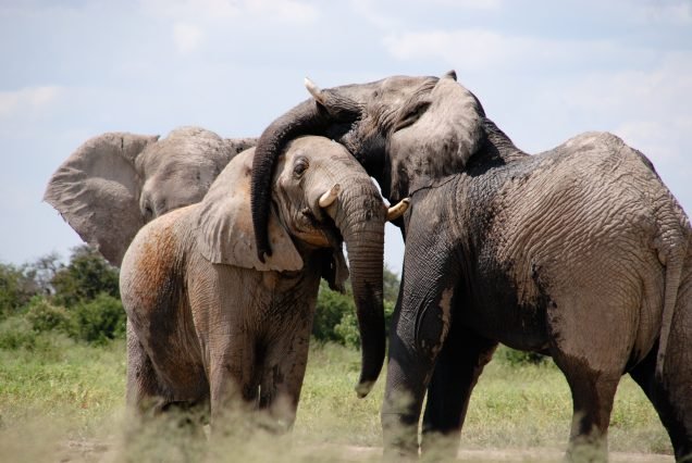 WILD STUDIO PHOTOGRAPHIC SAFARI