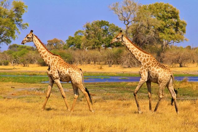 WALK IN THE FOOTSTEPS OF ELEPHANTS AND BUSHMEN