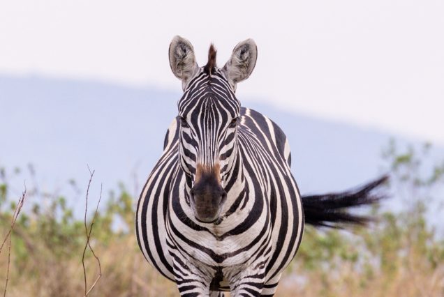 LUANGWA & THE ZAMBEZI