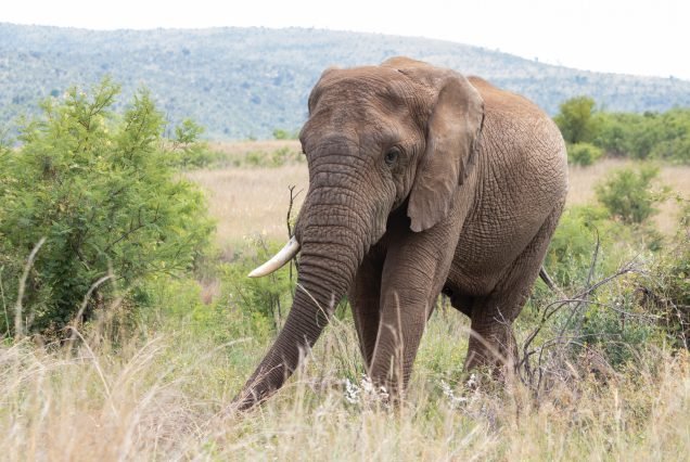 SAFARIS IN KRUGER AND IDYLIC MOZAMBICAN BEACH