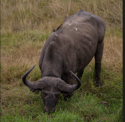 Lake Manyara - 3 nights / 4 days