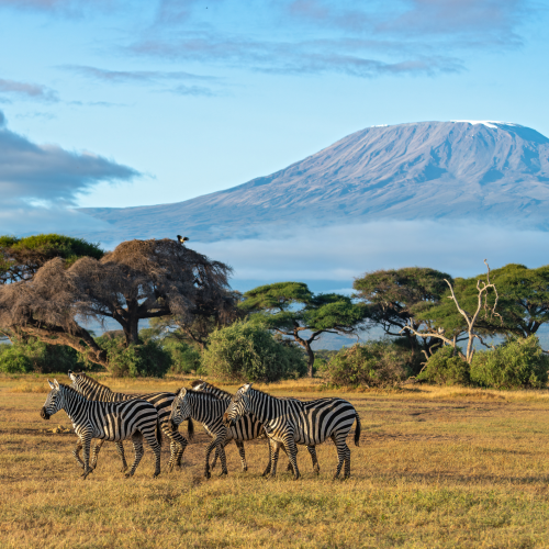 8 Days 7 Nights Northern Tanzania Classic Safari