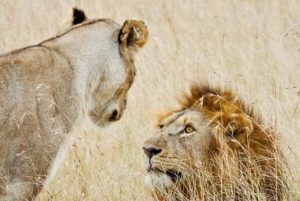 9-Day Wilderness & Wonders of Kenya Safari