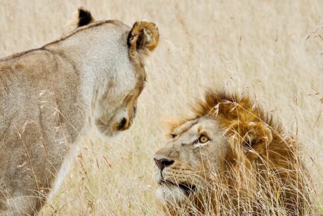 9-Day Wilderness & Wonders of Kenya Safari