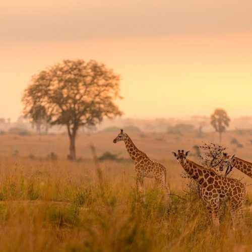 Timeless Allure of Tanzania