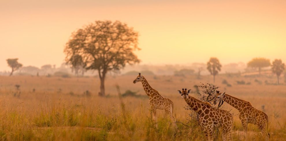 Timeless Allure of Tanzania