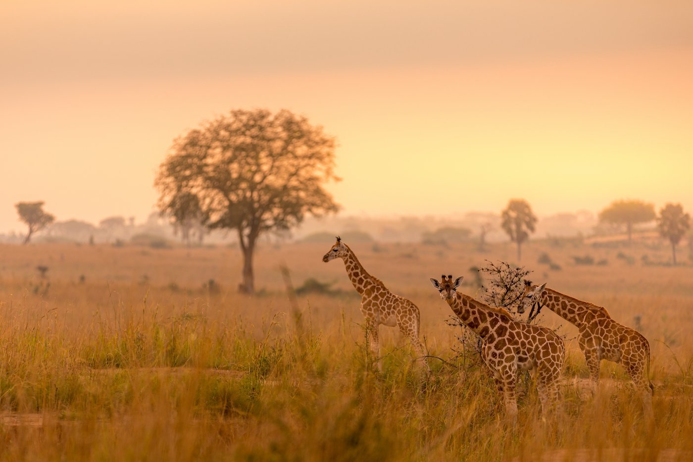 Timeless Allure of Tanzania