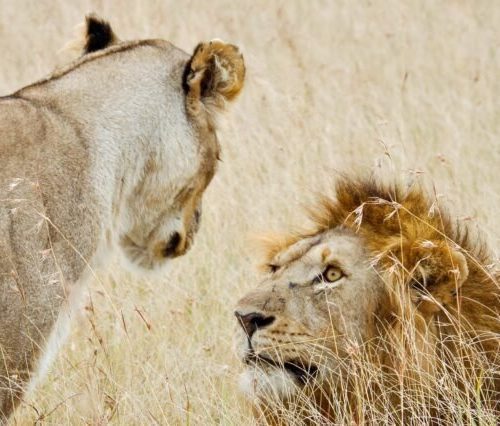 Nairobi, Maasai Mara Game Reserve, Amboseli National Park & Diani Beach (11days/10nights)