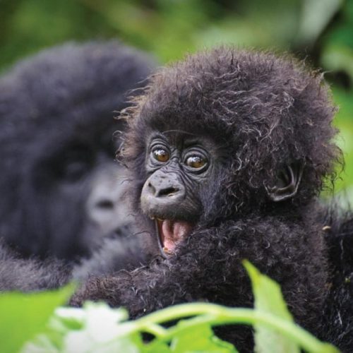 Unveiling the Land of a Thousand Hills: Exploring Rwanda’s Wonders