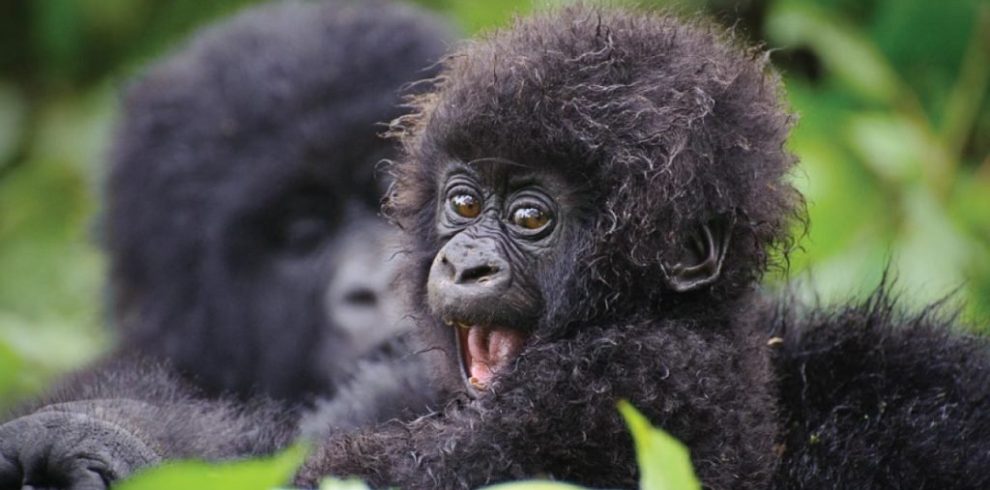 Unveiling the Land of a Thousand Hills: Exploring Rwanda’s Wonders