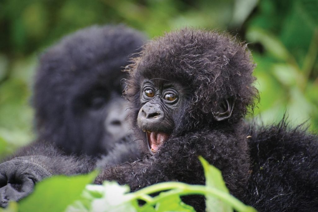 Unveiling the Land of a Thousand Hills: Exploring Rwanda’s Wonders